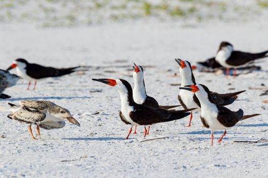 Lots of  adult and chick Black Skimmer (Rynchops niger) standing on the sand of the beach of Pensacola Florida, USA