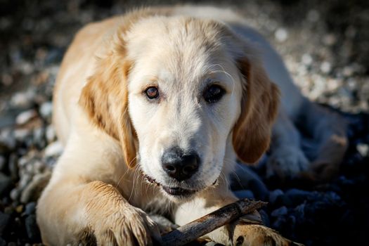 Nice specimen of dog of the race Golden Retriever