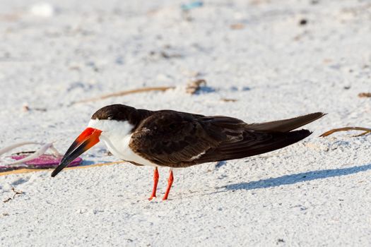 An adult Black Skimmer (Rynchops niger) standing on the sand of the beach of Pensacola Florida, USA