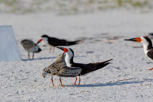 Lots of  adult and chick Black Skimmer (Rynchops niger) standing on the sand of the beach of Pensacola Florida, USA