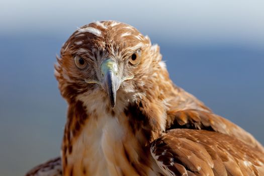 Fantastic eagle of red tail (Buteo jamaicensis) posing placidly