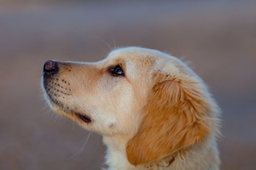 Nice specimen of dog of the race Golden Retriever