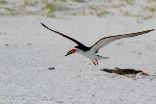 Adult Black Skimmer (Rynchops niger) flying over the sand of the beach of Pensacola Florida, USA