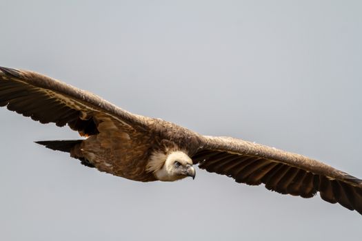 Griffon Vulture, (Gyps fulvus) in flight over a Las Hoces del Rio Duraton in Sepulveda, Segovia, Spain.