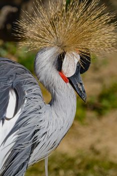 Beautiful grey crowned Common crane (Grus Grus) Posing placidly