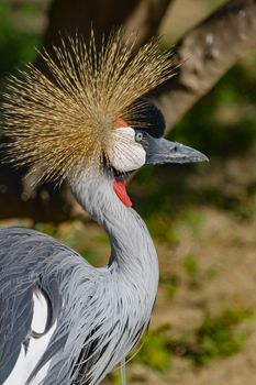 Beautiful grey crowned Common crane (Grus Grus) Posing placidly