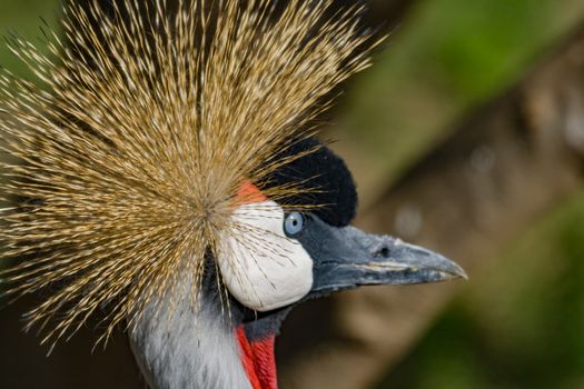 Beautiful grey crowned Common crane (Grus Grus) Posing placidly