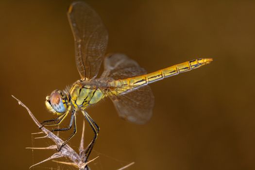 Image of a dragonfly ( sympetrum sp ) accomplished like photo of approximation.