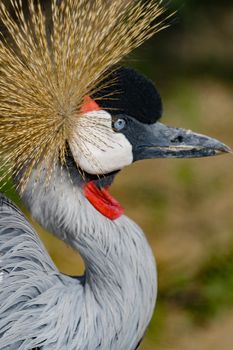 Beautiful grey crowned Common crane (Grus Grus) Posing placidly