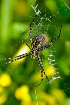 A spider,  Argiope bruennichi,  of considerable size and threatening aspect