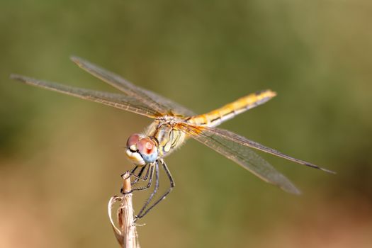 Image of a dragonfly ( sympetrum sp ) accomplished like photo of approximation.