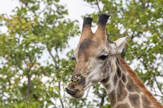 Close-up of a South African Giraffe, Giraffa camelopardalis giraffa, browsing on a tree with its tongue visible