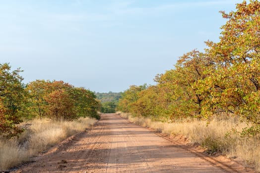 An Autumn landscape with mopani trees and a gravel road