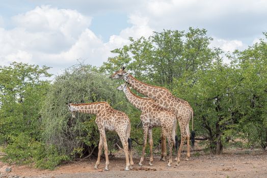 Three South African Giraffes, Giraffa camelopardalis giraffa, browsing on a tree