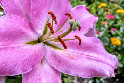 Closeup of lily flower in the garden, nature background