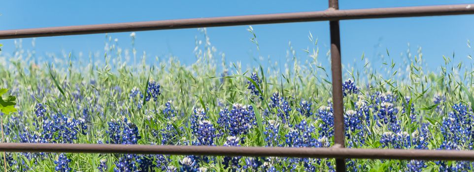 Panorama view beautiful blossom bluebonnet fields along rustic fence in countryside of Texas. Nature spring wildflower full blooming again clear blue sky, Texas State flower background