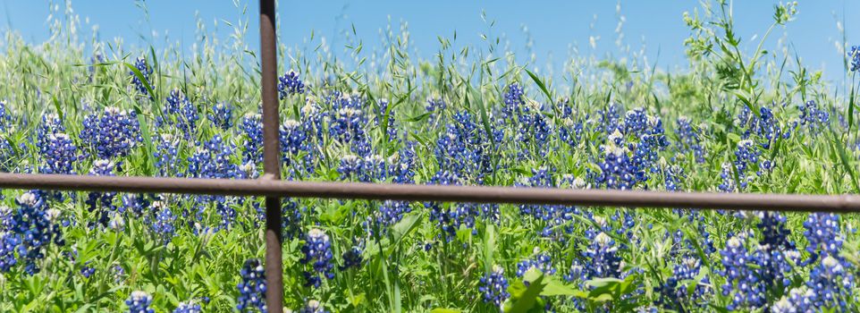 Panorama view beautiful blossom bluebonnet fields along rustic fence in countryside of Texas. Nature spring wildflower full blooming again clear blue sky, Texas State flower background