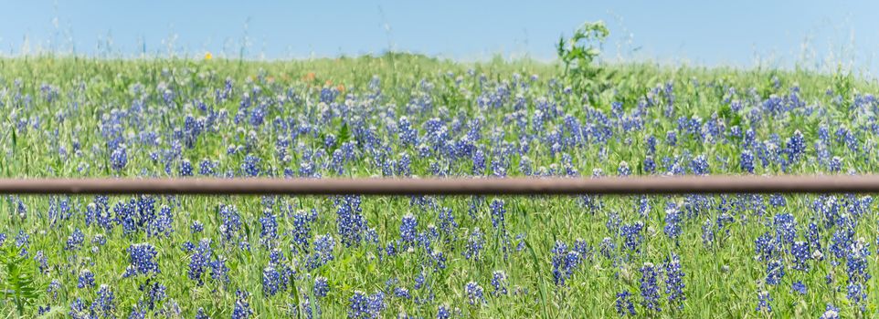 Panorama view beautiful blossom bluebonnet fields along rustic fence in countryside of Texas. Nature spring wildflower full blooming again clear blue sky, Texas State flower background