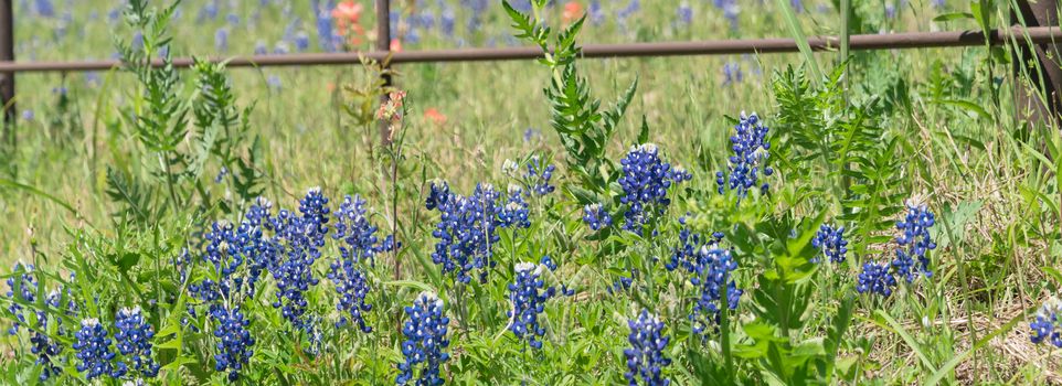 Panorama view beautiful blossom bluebonnet fields along rustic fence in countryside of Texas. Nature spring wildflower full blooming again clear blue sky, Texas State flower background