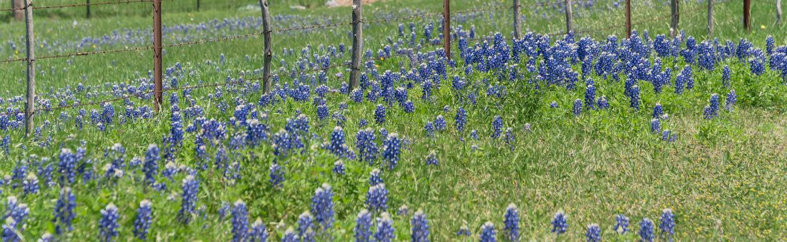 Panorama view beautiful blossom bluebonnet fields along rustic fence in countryside of Texas. Nature spring wildflower full blooming again clear blue sky, Texas State flower background