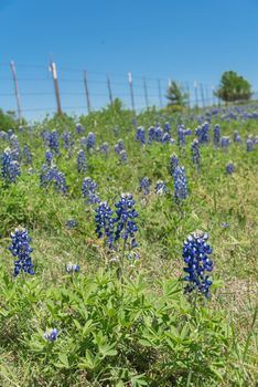 Beautiful blossom bluebonnet fields along rustic fence in countryside of Texas, USA. Nature spring wildflower full blooming again clear blue sky, Texas State flower background