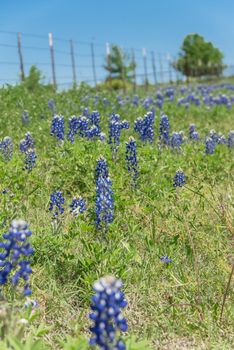 Blossom bluebonnet fields along rustic steel wired fence in countryside of Texas, USA. Nature spring wildflower full blooming again clear blue sky