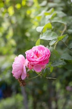 Roses in the garden, Roses are beautiful with a beautiful sunny day.