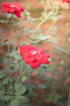 Roses in the garden, Roses are beautiful with a beautiful sunny day.