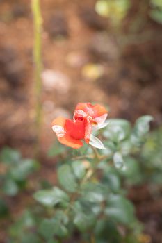 Roses in the garden, Roses are beautiful with a beautiful sunny day.