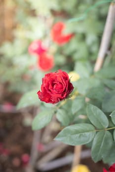 Roses in the garden, Roses are beautiful with a beautiful sunny day.