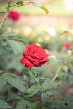 Roses in the garden, Roses are beautiful with a beautiful sunny day.