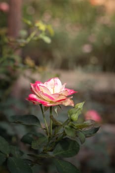 Roses in the garden, Roses are beautiful with a beautiful sunny day.