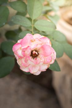 Roses in the garden, Roses are beautiful with a beautiful sunny day.