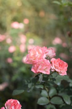 Roses in the garden, Roses are beautiful with a beautiful sunny day.