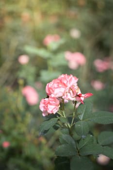 Roses in the garden, Roses are beautiful with a beautiful sunny day.