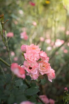 Roses in the garden, Roses are beautiful with a beautiful sunny day.