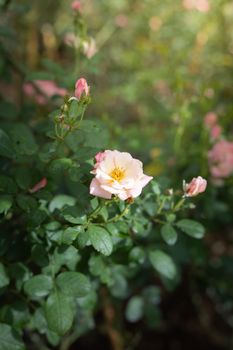 Roses in the garden, Roses are beautiful with a beautiful sunny day.