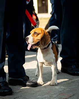 Beagle police dog. This breed is mostly used for search and rescue missions and as sniffer dogs.