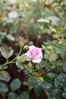 Roses in the garden, Roses are beautiful with a beautiful sunny day.