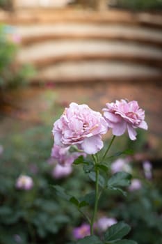 Roses in the garden, Roses are beautiful with a beautiful sunny day.