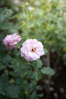 Roses in the garden, Roses are beautiful with a beautiful sunny day.