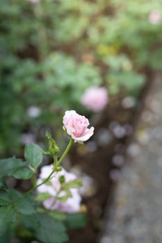 Roses in the garden, Roses are beautiful with a beautiful sunny day.