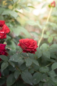 Roses in the garden, Roses are beautiful with a beautiful sunny day.