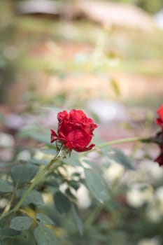 Roses in the garden, Roses are beautiful with a beautiful sunny day.