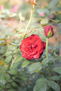 Roses in the garden, Roses are beautiful with a beautiful sunny day.