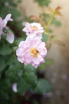 Roses in the garden, Roses are beautiful with a beautiful sunny day.