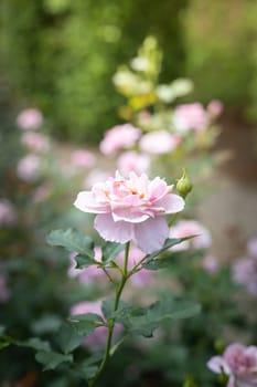 Roses in the garden, Roses are beautiful with a beautiful sunny day.