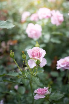 Roses in the garden, Roses are beautiful with a beautiful sunny day.