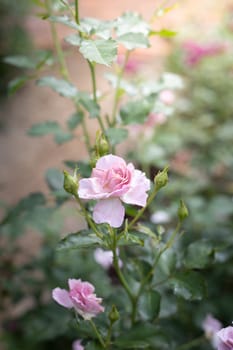 Roses in the garden, Roses are beautiful with a beautiful sunny day.