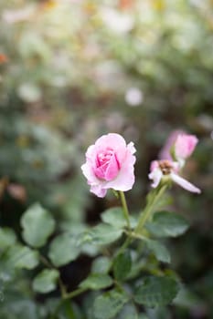 Roses in the garden, Roses are beautiful with a beautiful sunny day.